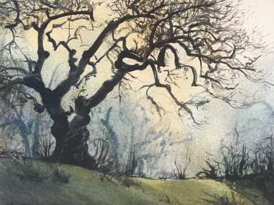 Valley Oak Grasps for Spring